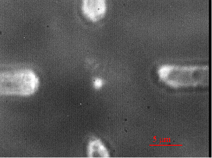 trapped nanoparticle